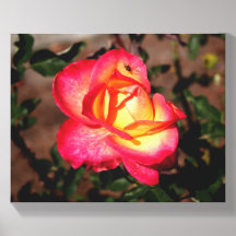 A Red Rose with a Ladybug on it.