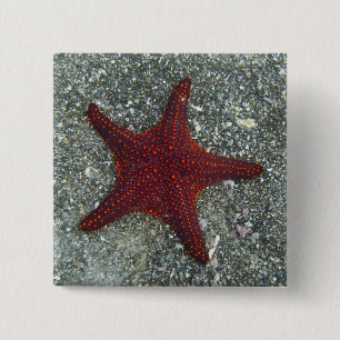 A Red Starfish Galapagos, Equador 15 Cm Square Badge