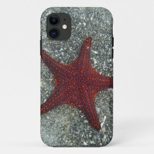 A Red Starfish Galapagos, Equador iPhone 11 Case