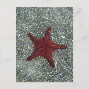 A Red Starfish Galapagos, Equador Postcard