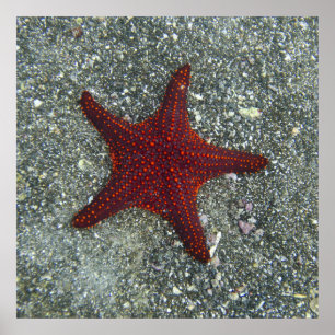 A Red Starfish Galapagos, Equador Poster