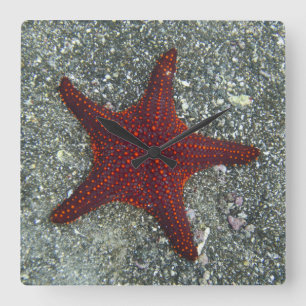 A Red Starfish   Galapagos, Equador Square Wall Clock