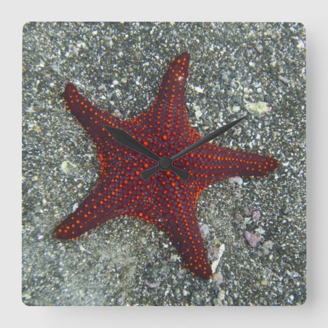 A Red Starfish | Galapagos, Equador Square Wall Clock (Front)