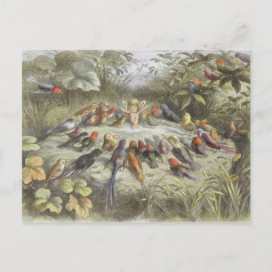 A Rehearsal in Fairy Land, illustration from 'In F Postcard