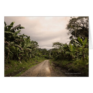 A remote jungle road