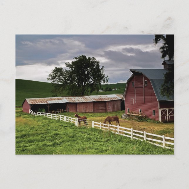 A ride through the farm country of Palouse 4 Postcard (Front)