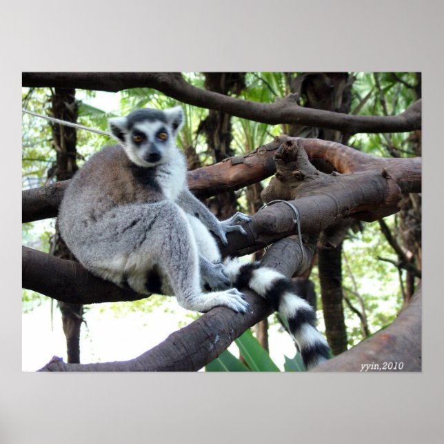 A ring tail monkey on a tree poster (Front)