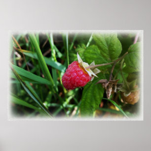 A ripe raspberry poster