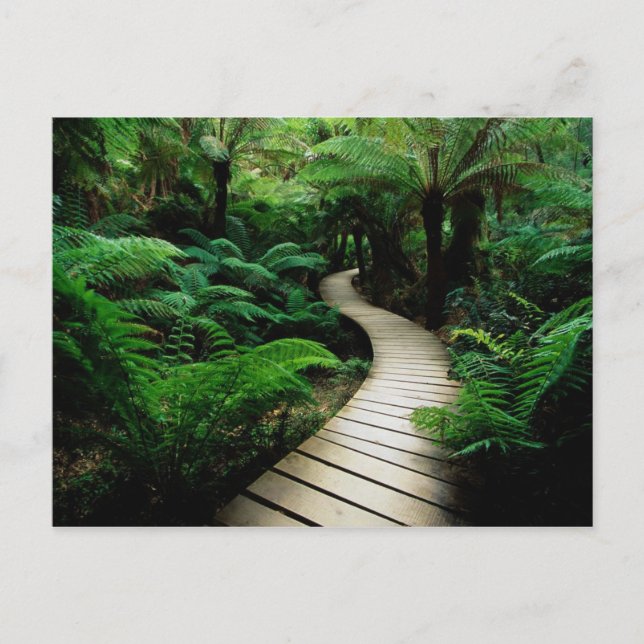 A road in the middle of the wild forest postcard (Front)