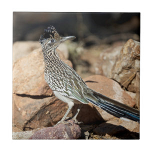 A Road runner pauses momentarily on its search Ceramic Tile