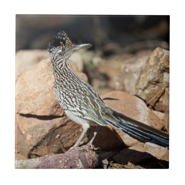 A Road runner pauses momentarily on its search Ceramic Tile (Front)