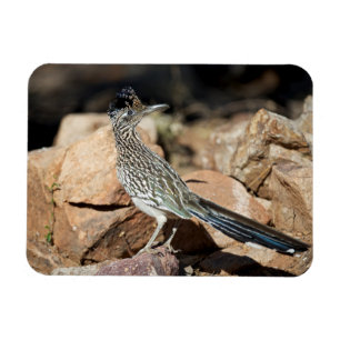A Road runner pauses momentarily on its search Magnet