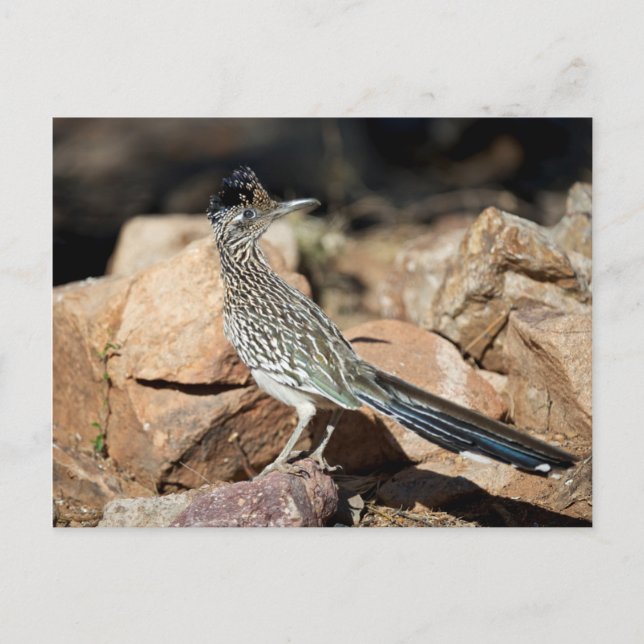 A Road runner pauses momentarily on its search Postcard (Front)