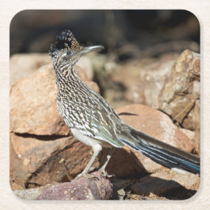 A Road runner pauses momentarily on its search Square Paper Coaster