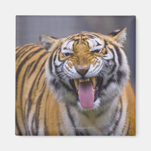 A roaring tiger, Taiwan, Taipei, Taipei Zoo Magnet