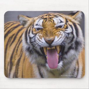 A roaring tiger, Taiwan, Taipei, Taipei Zoo Mouse Pad