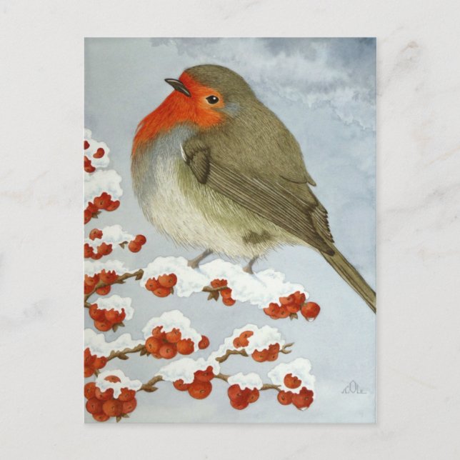 A Robin and berries in the snow Postcard (Front)