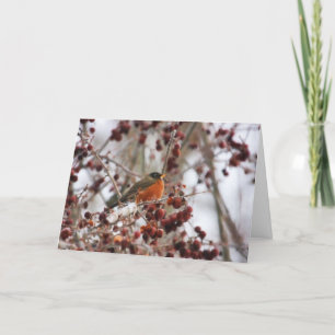 A Robin Greeting The Winter Season Holiday Card