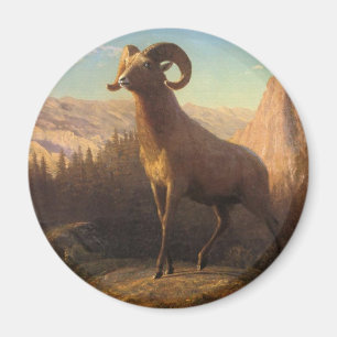 a rocky mountain sheep, Bierstadt Albert Magnet