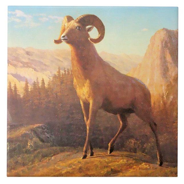 A Rocky Mountain Sheep by A. Bierstadt Ceramic Tile (Front)