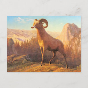 A Rocky Mountain Sheep by A. Bierstadt Postcard
