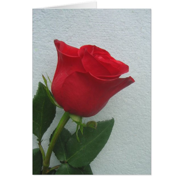 A Rose Bud on Handmade Recycled Paper (Front)
