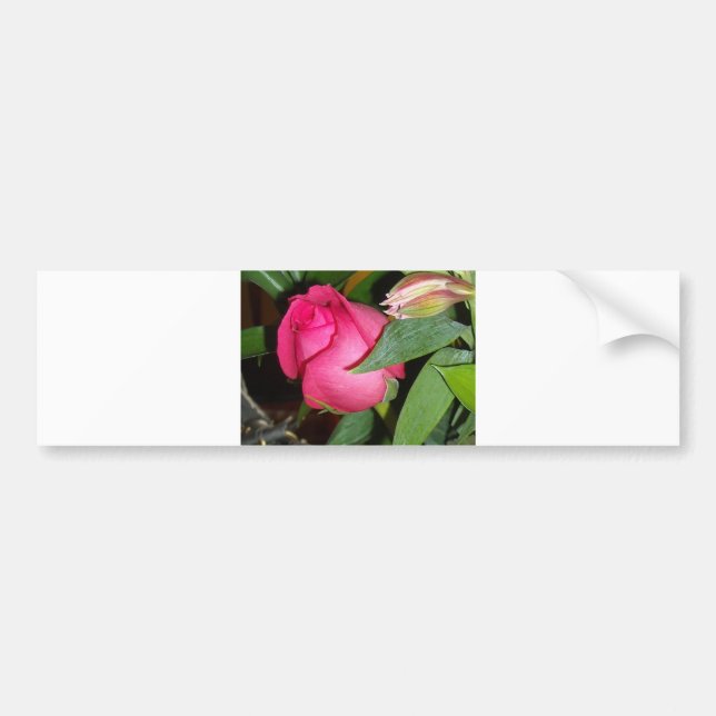 A Rose Bumper Sticker (Front)