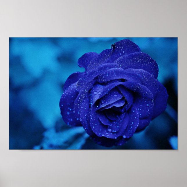 A Rose In Blue Haze Poster (Front)