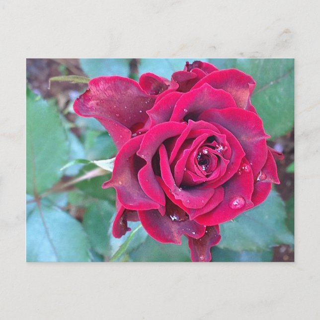 A Rose in Kenya Postcard (Front)