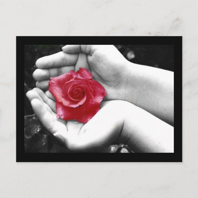 A Rose in the Hand 2 Postcard (Front)
