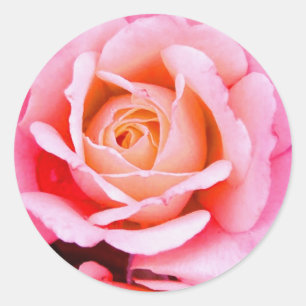A Rose Is A Rose Sticker