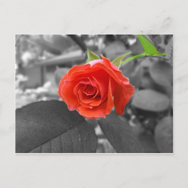 A Rose of Hope Postcard (Front)