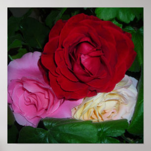 A Rose Trio Poster