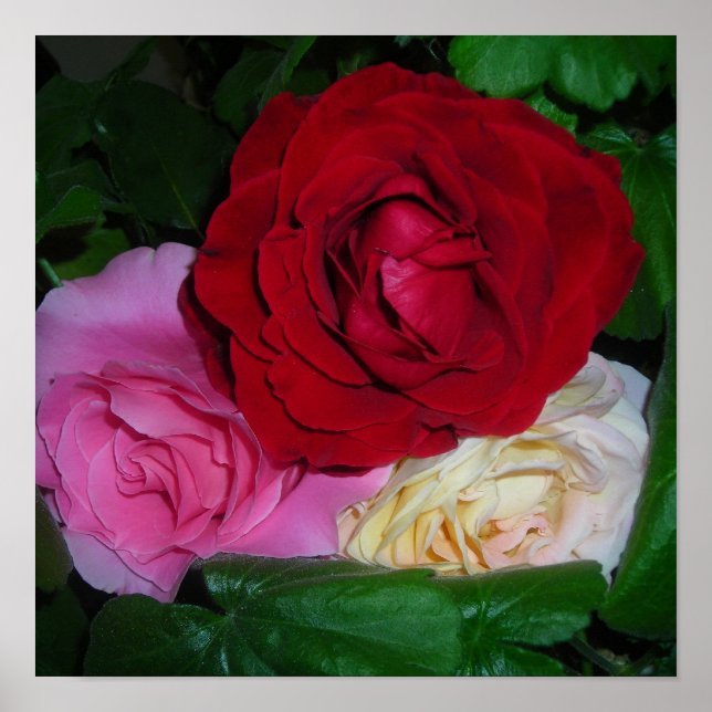 A Rose Trio Poster (Front)
