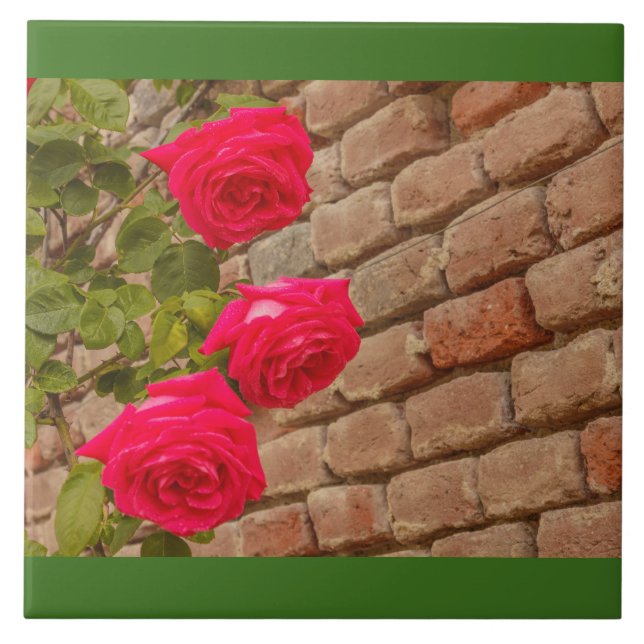 a roses climb on a brick wall ceramic tile (Front)