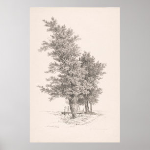 A Row of Trees- Vintage Trees Drawing Print