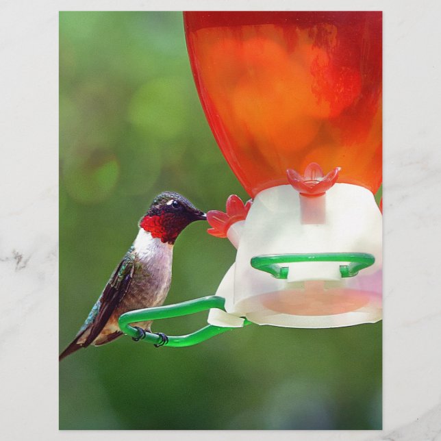 A Ruby Throated Hummingbird (Front)