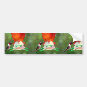 A Ruby Throated Hummingbird Bumper Sticker