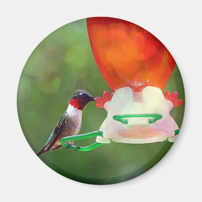 A Ruby Throated Hummingbird Magnet (Front)