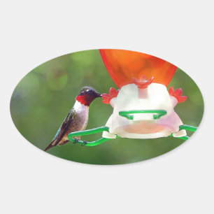 A Ruby Throated Hummingbird Oval Sticker