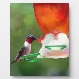 A Ruby Throated Hummingbird Plaque