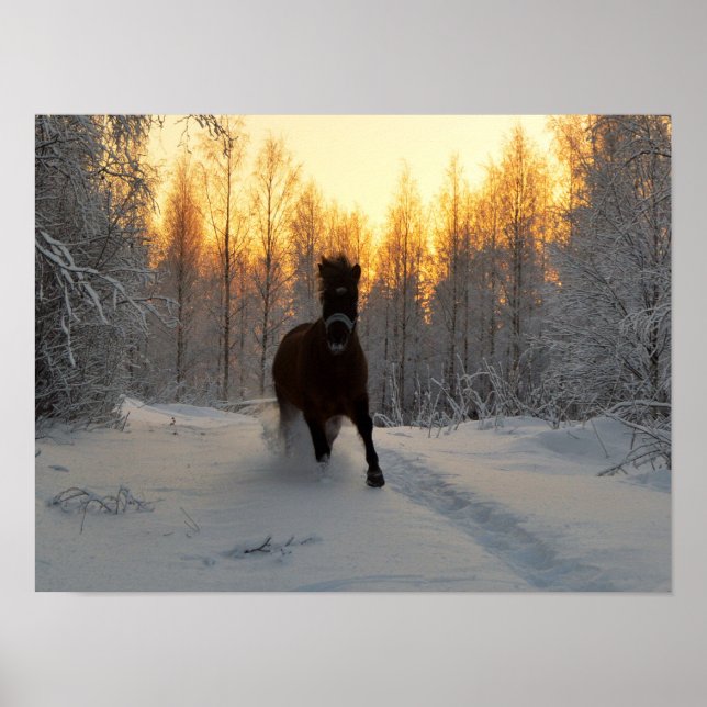 A Running Horse at winter in Finland Poster (Front)