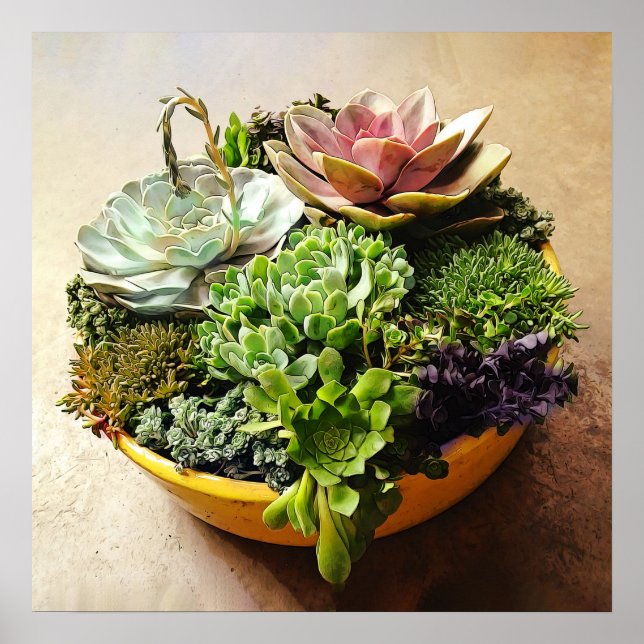 A Salad Bowl of Succulents Poster (Front)