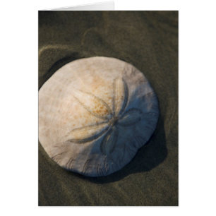 A Sand Dollar On The Beach