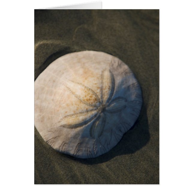 A Sand Dollar On The Beach (Front)