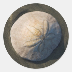 A Sand Dollar On The Beach Classic Round Sticker