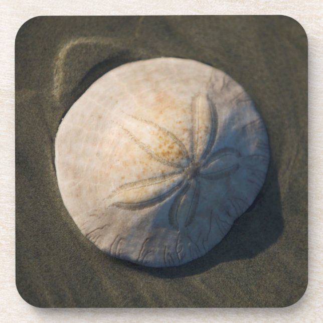 A Sand Dollar On The Beach Coaster (Front)