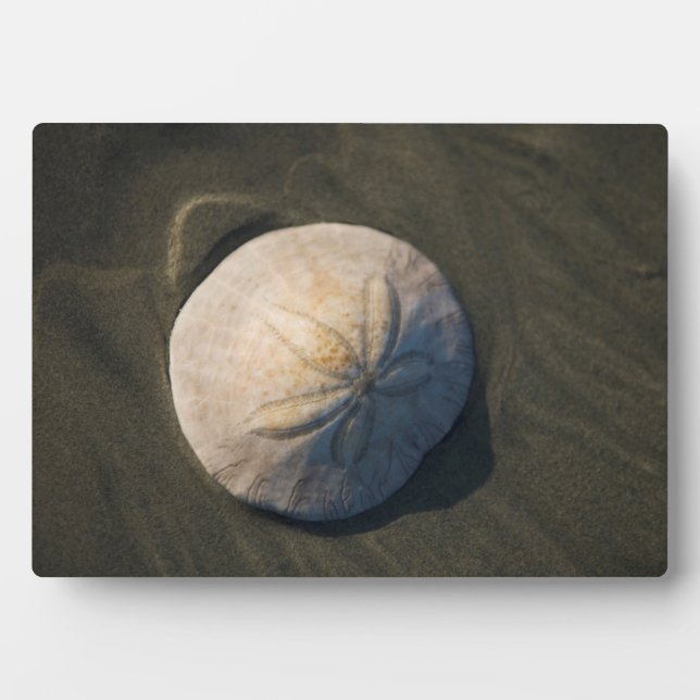 A Sand Dollar On The Beach Plaque (Front)