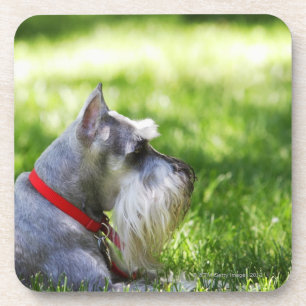 A Schnauzer laying in the grass Coaster