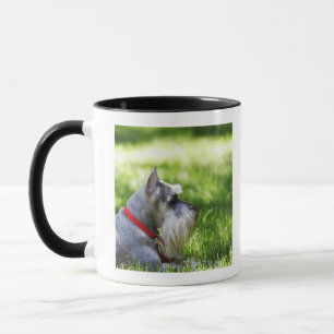 A Schnauzer laying in the grass Mug
